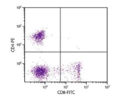 Flow Cytometry: CD4 Antibody (3-4F4) [Biotin] [NBP1-28260] - Feline peripheral blood lymphocytes were stained with Mouse Anti-Feline CD4-PE (Cat. No. NBP1-28261) and Mouse Anti-Feline CD8-FITC (Cat. No. NBP1-28255).