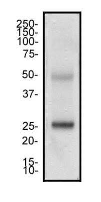 Western Blot: CD4 Antibody (B486A1) - Azide and BSA Free [NBP2-80646] - Analysis of human tonsil tissue using CD4 antibody at a concentration of 2 ug/ml. Image from the standard format of this antibody.