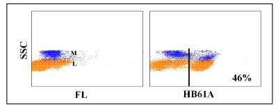 Flow Cytometry: CD4 Antibody (HB61A) [NBP2-60896] - Obtained with equine leukocytes