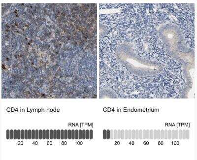 Immunohistochemistry-Paraffin: CD4 Antibody [NBP1-86143] - Analysis in human lymph node and endometrium tissues. Corresponding CD4 RNA-seq data are presented for the same tissues.