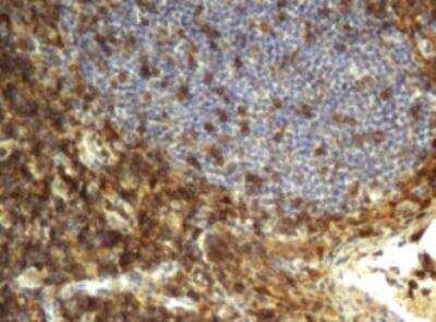 CD4 Antibody (OTI5D9) - Azide and BSA Free [NBP2-70357] - Staining of paraffin-embedded Human tonsil within the normal limits using anti-CD4 mouse monoclonal antibody. (Heat-induced epitope retrieval by 10mM citric buffer, pH6.0, 100 degrees C for 10 min.