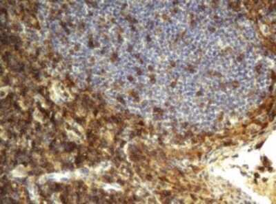 Immunohistochemistry: CD4 Antibody (OTI5D9) [NBP2-46149] - Analysis of Human tonsil tissue.