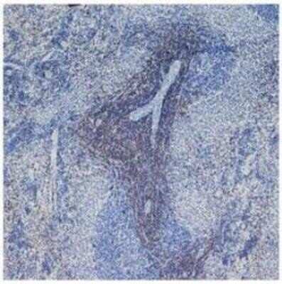 Immunohistochemistry: CD4 Antibody (W3/25) - Azide and BSA Free [NBP2-80647] - Staining of frozen rat spleen with Mouse anti Rat CD4. Image from the standard format of this antibody.