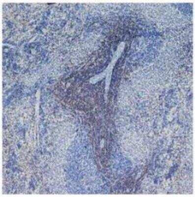 Immunohistochemistry-Frozen: CD4 Antibody (W3/25) [NB100-64988] - Staining of frozen rat spleen with Mouse anti Rat CD4.