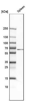 Western Blot: CD4 Antibody [NBP1-86143] - Analysis in human spleen tissue.