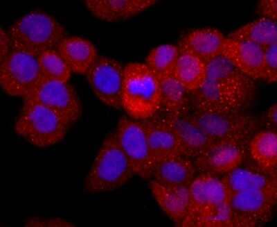 Immunocytochemistry/Immunofluorescence: CD40 Ligand/TNFSF5 Antibody (JM11-34) [NBP2-66756] - Staining CD40L in Hela cells (red). The nuclear counter stain is DAPI (blue). Cells were fixed in paraformaldehyde, permeabilised with 0.25% Triton X100/PBS.