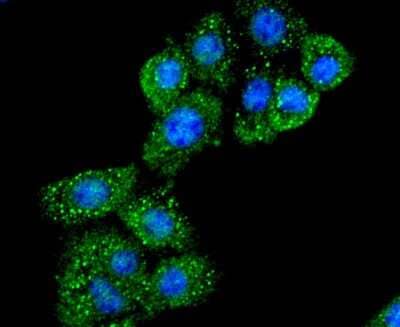 Immunocytochemistry/Immunofluorescence: CD40 Ligand/TNFSF5 Antibody (JM11-34) [NBP2-66756] - Staining CD40L in NIH-3T3 cells (green). The nuclear counter stain is DAPI (blue). Cells were fixed in paraformaldehyde, permeabilised with 0.25% Triton X100/PBS.