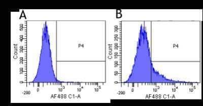 Flow Cytometry: CD40 Ligand/TNFSF5 Antibody (hu5c8 (Ruplizumab)) - Chimeric [NBP2-52678] - Flow-cytometry using the anti-CD40L research biosimilar antibody Ruplizumab. Human lymphocytes were stained with an isotype control (panel A) or the rabbit-chimeric version of Ruplizimab (NBP2-52678, panel B) at a concentration of 1 ug/ml for 30 mins at RT. After washing, bound antibody was detected using a AF488 conjugated donkey anti-rabbit antibody and cells analysed on a FACSCanto flow-cytometer.