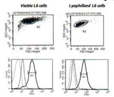 Flow Cytometry: CD40 Ligand/TNFSF5 Lysate [DDX-S2] - Surface cytometry analysis of CD40L expression