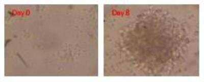 Immunocytochemistry: CD40 Ligand/TNFSF5 Lysate [DDX-S2] - PBMC culturedin the presence of DDX-S2