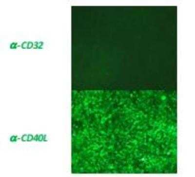 Immunofluorescence: CD40 Ligand/TNFSF5 Lysate [DDX-S2] - IF stainingof L6 cells