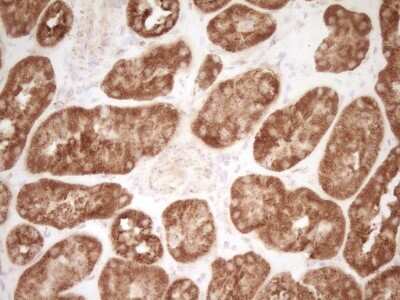 Immunohistochemistry: CD40/TNFRSF5 Antibody (8B8) [NBP2-46150] - Analysis of Human Kidney tissue. (Heat-induced epitope retrieval by Tris-EDTA, pH8.0)