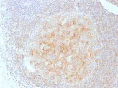 Immunohistochemistry-Paraffin: CD40/TNFRSF5 Antibody (C40/1605) - Azide and BSA Free [NBP2-54502] - Formalin-fixed, paraffin-embedded human Tonsil stained with CD40 Monoclonal Antibody (C40/1605)