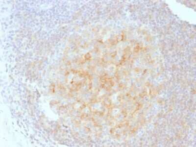 Immunohistochemistry-Paraffin: CD40/TNFRSF5 Antibody (C40/1605) [NBP2-53389] - Formalin-fixed, paraffin-embedded human Tonsil stained with CD40/TNFRSF5 Antibody (C40/1605).