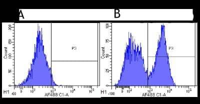 Flow Cytometry: CD40/TNFRSF5 Antibody (G28.5) - Chimeric [NBP2-52648] - Flow-cytometry using anti-CD40 antibody G28.5. Rhesus monkey lymphocytes were stained with an isotype control (panel A) or the rabbit-chimeric version of G28.5 (NBP2-52648, panel B) at a concentration of 1 ug/ml for 30 mins at RT. After washing, bound antibody was detected using a AF488 conjugated donkey anti-rabbit antibody and cells analysed on a FACSCanto flow-cytometer.