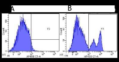 Flow Cytometry: CD40/TNFRSF5 Antibody (G28.5) - Chimeric [NBP2-52648] - Flow-cytometry using anti-CD40 antibody G28.5. Cynomolgus monkey lymphocytes were stained with an isotype control (panel A) or the rabbit-chimeric version of G28.5 (NBP2-52648, panel B) at a concentration of 1 ug/ml for 30 mins at RT. After washing, bound antibody was detected using a AF488 conjugated donkey anti-rabbit antibody and cells analysed on a FACSCanto flow-cytometer.