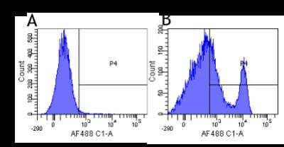 Flow Cytometry: CD40/TNFRSF5 Antibody (G28.5) [NBP2-52697] - Flow-cytometry using anti-CD40 antibody G28.5 (NBP2-52697). Human lymphocytes were stained with an isotype control (panel A) or the rabbit-chimeric version of G28.5 (panel B) at a concentration of 1 ug/ml for 30 mins at RT. After washing, bound antibody was detected using a AF488 conjugated donkey anti-rabbit antibody and cells analysed on a FACSCanto flow-cytometer.