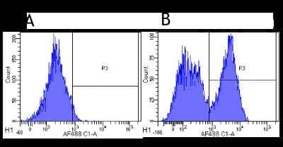 Flow Cytometry: CD40/TNFRSF5 Antibody (G28.5) [NBP2-52697] - Flow-cytometry using anti-CD40 antibody G28.5 (NBP2-52697) Rhesus monkey lymphocytes were stained with an isotype control (panel A) or the rabbit-chimeric version of G28.5 (panel B) at a concentration of 1 ug/ml for 30 mins at RT. After washing, bound antibody was detected using a AF488 conjugated donkey anti-rabbit antibody and cells analysed on a FACSCanto flow-cytometer.