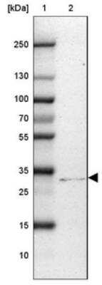 Western Blot: CD40/TNFRSF5 Antibody [NBP2-33957] - Lane 1: Marker  [kDa] 250, 130, 100, 70, 55, 35, 25, 15, 10.  Lane 2: U-2 OS