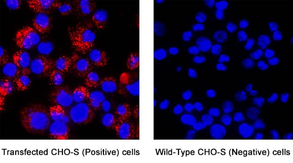 Immunocytochemistry CD40 Ligand/TNFSF5 Antibody [Unconjugated]