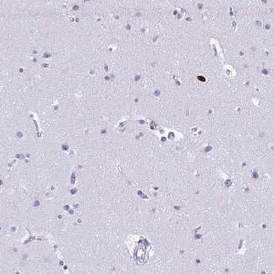 Immunohistochemistry-Paraffin: CD43/Sialophorin Antibody [NBP2-33746] - Staining of human cerebral cortex shows low expression as expected.