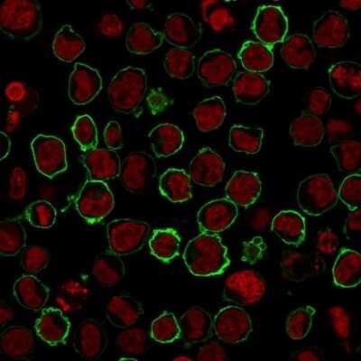 Immunocytochemistry/Immunofluorescence: CD43/Sialophorin Antibody (SPN/2049R) - Azide and BSA Free [NBP3-08244] - Immunofluorescence Analysis of K562 cells labeling CD43/Sialophorin with CD43/Sialophorin Rabbit Recombinant Monoclonal Antibody (SPN/2049R) followed by Goat anti-rabbit IgG-CF488 (Green). The nuclear counterstain is NucSpot.