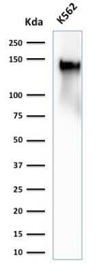 Western Blot: CD43/Sialophorin Antibody (SPN/2049R) - Azide and BSA Free [NBP3-08244] - Western Blot Analysis of K562 cell lysate using CD43/Sialophorin Rabbit Recombinant Monoclonal Antibody (SPN/2049R)