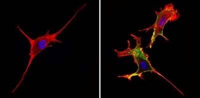 Immunocytochemistry/Immunofluorescence: CD44 Antibody (1M7.8.1) [NBP2-22436] - Analysis of CD44 (green) showing staining in the membrane and cytoplasm of NIH-3T3 cells (right) compared to a negative control without primary antibody (left).