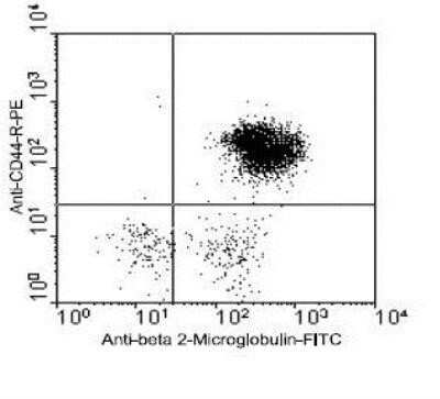Flow Cytometry: CD44 Antibody (AV6) [NBP1-28345] - Analysis using the FITC conjugate of NBP1-28345. Double staining of Chicken peripheral blood mononuclear cells with R-PE labeled mouse anti-chicken CD44 and FITC-labeled mouse antichicken beta2-microglobulin. Lymphocytes were gated and analyzed on a FACScan (Trademark) flow cytometer (BDB, San Jose, CA).