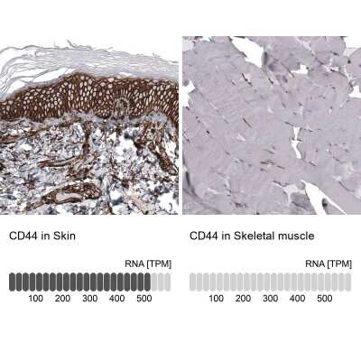 Immunohistochemistry-Paraffin: CD44 Antibody (CL13318) [NBP3-18578] - Analysis in human skin and skeletal muscle tissues using NBP3-18578 antibody. Corresponding CD44 RNA-seq data are presented for the same tissues.