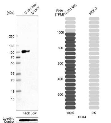 Western Blot: CD44 Antibody (CL13318) [NBP3-18578] - Analysis in human cell line U-251 MG and human cell line MCF-7.