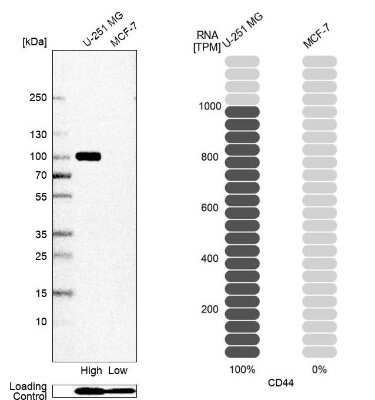 Western Blot: CD44 Antibody (CL13318) [NBP3-18580] - Analysis in human cell line U-251 MG and human cell line MCF-7.