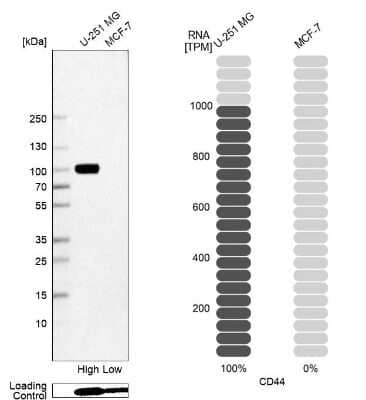 Western Blot: CD44 Antibody (CL13324) [NBP3-18566] - Analysis in human cell line U-251 MG and human cell line MCF-7.