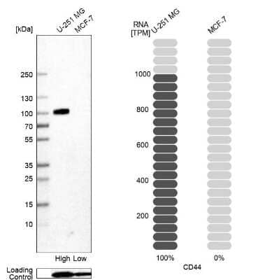 Western Blot: CD44 Antibody (CL13328) [NBP3-18558] - Analysis in human cell line U-251 MG and human cell line MCF-7.