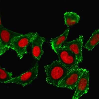 Immunocytochemistry/Immunofluorescence: CD44 Antibody (DF1485) [NBP2-44653] - Confocal immunofluorescence image HeLa cells using  labeled Green (CF488) and Red Dot is used to label the nuclei Red.
