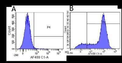 Flow Cytometry: CD44 Antibody (Hermes-1) - Chimeric [NBP2-81088] - Flow-cytometry using anti-CD44 antibody (Hermes-1) [NBP2-81088]. Human activated T lymphocytes were stained with an isotype control (NBP2-52638, panel A) or the rabbit-chimeric version of Hermes-1 (NBP2-81088, panel B) at a concentration of 1 ug/ml for 30 mins at RT. After washing, bound antibody was detected using a AF488 conjugated donkey anti-rabbit antibody and cells analysed on a FACSCanto flow-cytometer.