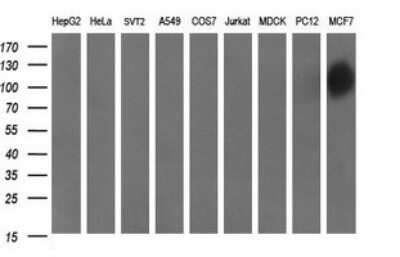 Western Blot: CD44 Antibody (OTI1E3) - Azide and BSA Free [NBP2-70379] - Analysis of extracts (35ug) from 9 different cell lines (HepG2: human; HeLa: human; SVT2: mouse; A549: human; COS7: monkey; Jurkat: human; MDCK: canine; PC12: rat; MCF7: human).