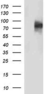 Western Blot: CD44 Antibody (OTI1E3) - Azide and BSA Free [NBP2-70379] - Analysis of HEK293T cells were transfected with the pCMV6-ENTRY control (Left lane) or pCMV6-ENTRY CD44.
