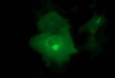 Immunofluorescence: CD44 Antibody (OTI1E3) [NBP2-46151] - Analysis  of COS7 cells transiently transfected by pCMV6-ENTRY CD44.