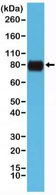 Western Blot: CD44 Antibody (RM264) [NBP2-61511] - Western Blot of HeLa cells lysates using NBP2-61511.