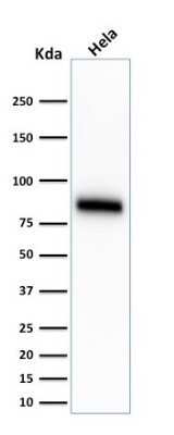Western Blot: CD44 Antibody (SPM544) - Azide and BSA Free [NBP2-34420] - Western Blot Analysis of HeLa cell lysate using CD44 Antibody (SPM544).