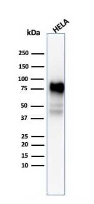 Western Blot: CD44 Antibody (SPM544) - Azide and BSA Free [NBP2-34420] - Western Blot Analysis of HeLa cell lysate using CD44 antibody (SPM544).