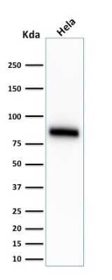 Western Blot: CD44 Antibody (SPM544) [NBP2-34373] - Western Blot Analysis of HeLa cell lysate using CD44 Antibody (SPM544).