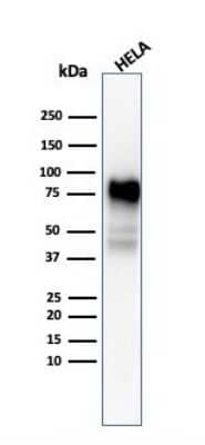 Western Blot: CD44 Antibody (SPM544) [NBP2-34373] - Western Blot Analysis of HeLa cell lysate using CD44 antibody (SPM544).