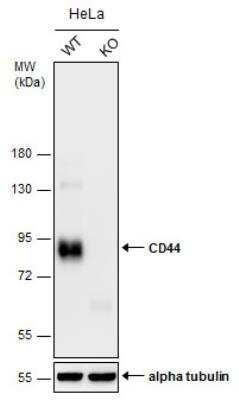 Knockout Validated: CD44 Antibody [NBP2-15809] - Wild-type (WT) and CD44 knockout (KO) HeLa cell extracts (30 ug) were separated by 7.5% SDS-PAGE, and the membrane was blotted with CD44 antibody [N1N2], N-term. HRP-conjugated anti-rabbit IgG antibody was used to detect the primary antibody.
