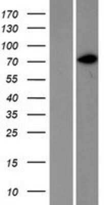 Western Blot: CD44 Overexpression Lysate (Adult Normal) [NBP2-08978] Left-Empty vector transfected control cell lysate (HEK293 cell lysate); Right -Over-expression Lysate for CD44.