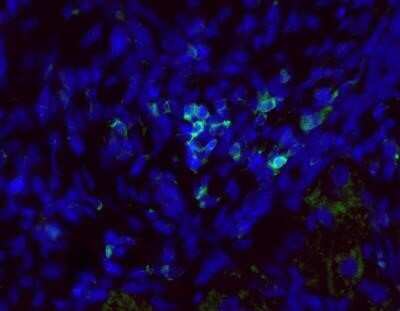 Immunocytochemistry/Immunofluorescence: CD45 Antibody (30-F11) - Azide and BSA Free [NBP2-80652] - Staining of a FFPE mouse liver tissue section using 1:100 dilution of CD45 antibody (30-F11). Signal was detected using AF488 conjugated donkey anti-rat secondary antibody at 1:500 dilution. Image submitted via verified customer review. Image from the standard format of this antibody.