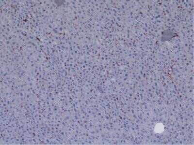 Immunohistochemistry: CD45 Antibody (30-F11) - Azide and BSA Free [NBP2-80652] - Analysis of a FFPE embedded tissue section of mouse liver using 1:100 dilution of CD45 antibody (30-F11). The signal was developed using AEC reagent based method with hematoxylin counterstaining. Image from the standard format of this antibody.