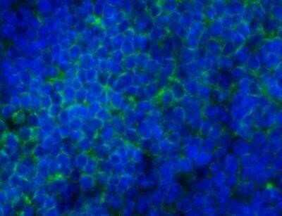 Immunohistochemistry: CD45 Antibody (30-F11) - Azide and BSA Free [NBP2-80652] - Analysis of a mouse spleen cryosection using CD45 antibody (30-F11) at 1:50 dilution. The signal was detected using goat anti-rat Alexa fluor 488 secondary with DAPI counterstaining. Image submitted via a verified customer review. Image from the standard format of this antibody.