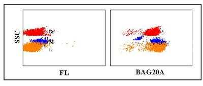 Flow Cytometry: CD45 Antibody (BAGB20A) [NBP2-60908] - Flow cytometry analysis using CD45 antibody (BAGB20A) [NBP2-60908]. Obtained with caprine leukocytes.